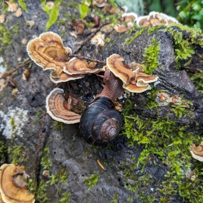 Close up of a brown slug in a curly shell climbing over mushrooms on a log.